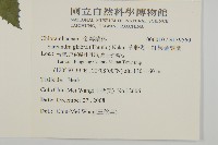 草珊瑚、紅果金粟蘭藏品圖，第2張