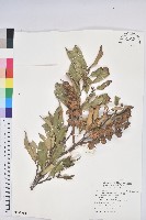 星刺栲、羅浮錐藏品圖，第1張