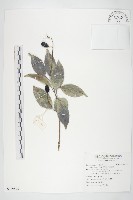 亨利氏伊立基藤藏品圖，第1張