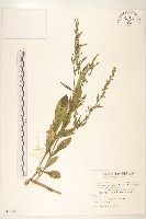 假地膽草藏品圖，第1張