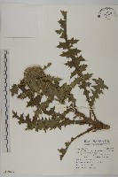 雞觴刺、島薊藏品圖，第1張