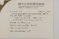 雞觴刺、島薊藏品圖，第2張