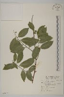 南華南蛇藤，青江藤藏品圖，第1張