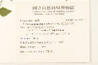 粗毛小米菊藏品圖，第2張