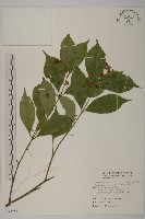 大丁黃藏品圖，第1張