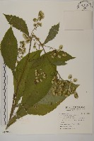 薄葉艾納香藏品圖，第1張