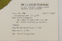 薄葉艾納香藏品圖，第2張