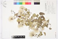 屏東鐵線蓮藏品圖，第1張