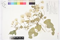 屏東鐵線蓮藏品圖，第1張