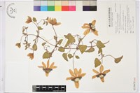 屏東鐵線蓮藏品圖，第1張