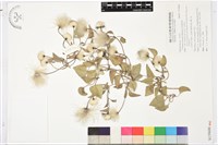 屏東鐵線蓮藏品圖，第1張