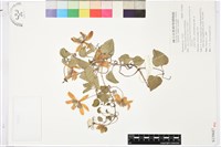 屏東鐵線蓮藏品圖，第1張