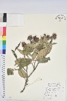 臺灣苦櫧藏品圖，第1張