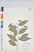 交力坪鐵色藏品圖，第1張