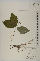 臺灣及己藏品圖，第1張