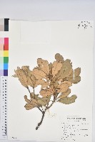 嶺南青剛櫟、嶺南椆藏品圖，第1張