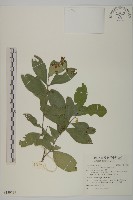 菱葉衛矛藏品圖，第1張