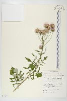 泥胡菜藏品圖，第1張