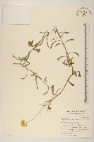 鼠麴草藏品圖，第1張