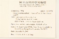 鼠麴草藏品圖，第2張