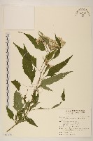 台灣澤蘭藏品圖，第1張