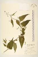 蔓黃菀藏品圖，第1張