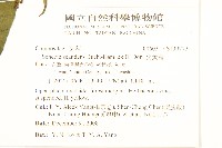 蔓黃菀藏品圖，第2張