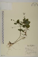 下田菊藏品圖，第1張