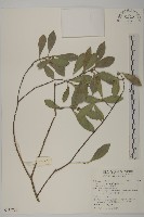 台灣芭蕉藏品圖，第1張