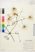 黃氏鐵線蓮藏品圖，第2張