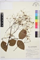 厚葉鐵線蓮藏品圖，第1張