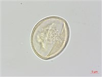 通條樹，喜馬山旌節花藏品圖，第2張