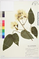 銹毛鐵線蓮藏品圖，第1張