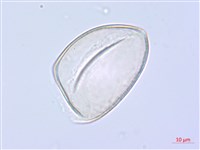 萎蕤藏品圖，第1張