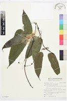 亨利氏鐵線蓮藏品圖，第1張