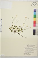 傅氏唐松草藏品圖，第1張