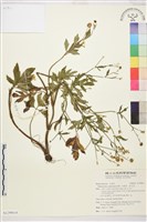 水辣菜、禺毛茛藏品圖，第1張