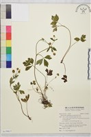 鉤柱毛茛藏品圖，第1張