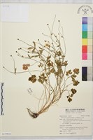 小毛茛藏品圖，第1張