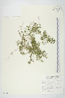 馬蹄金藏品圖，第1張