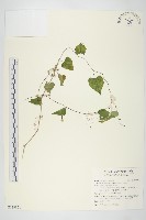 野牽牛藏品圖，第1張