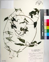 大肚山威靈仙藏品圖，第1張