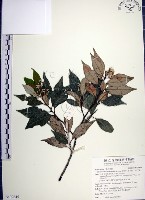 紅皮、葉下白、赤仔尾藏品圖，第1張