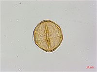 紅皮、葉下白、赤仔尾藏品圖，第2張