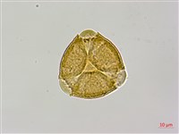 紅皮、葉下白、赤仔尾藏品圖，第3張