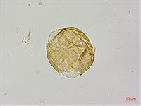 紅皮、葉下白、赤仔尾藏品圖，第4張