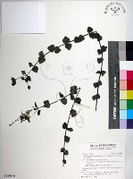 南台灣黃岑藏品圖，第1張