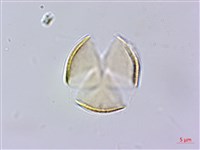 南台灣黃岑藏品圖，第2張