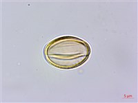 南台灣黃岑藏品圖，第3張