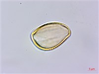 南台灣黃岑藏品圖，第4張